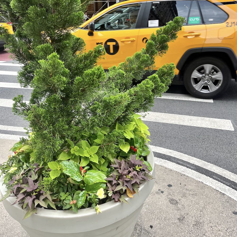 Summer Planters on Broadway