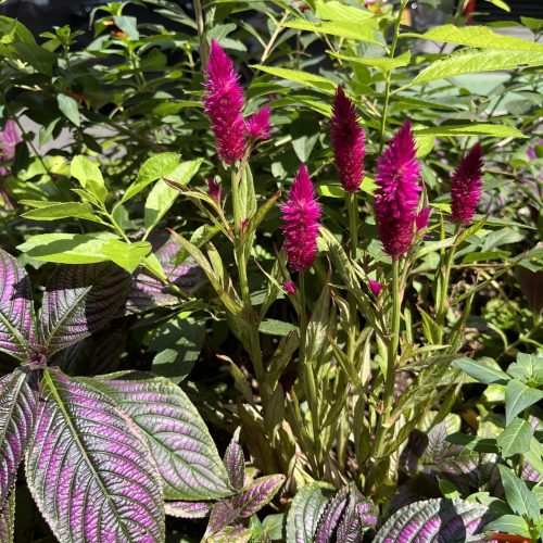 pink flowers