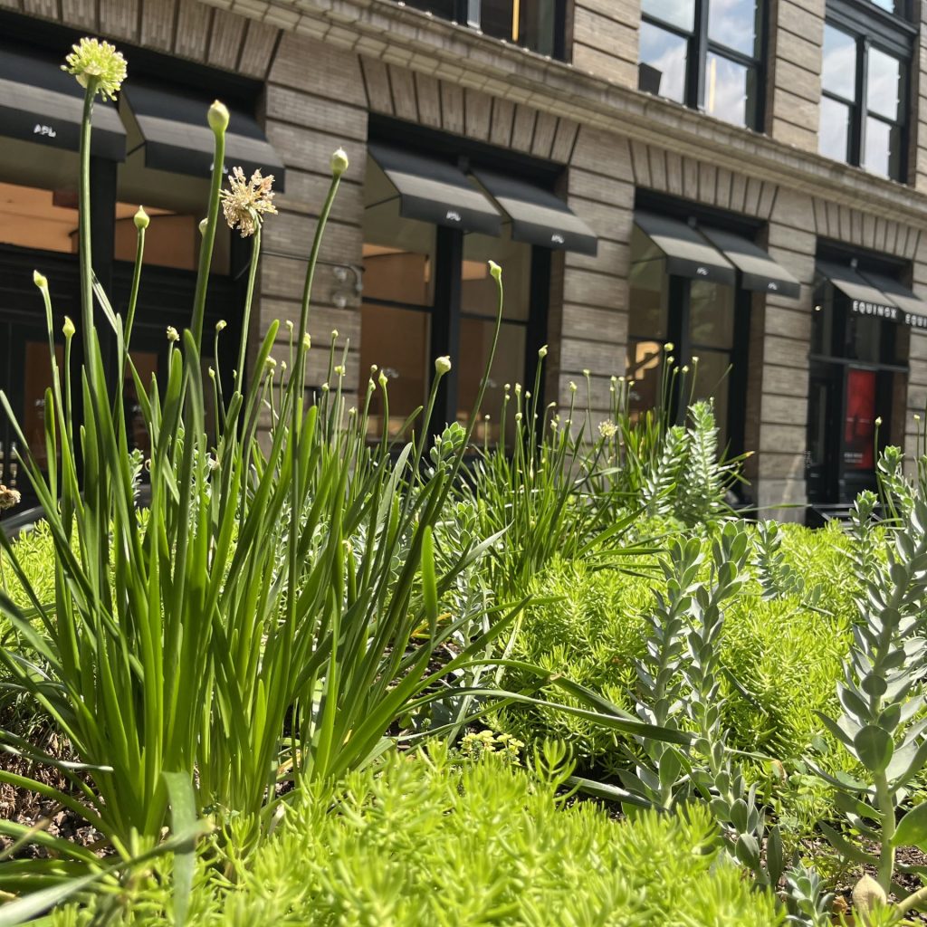 green roof plantings