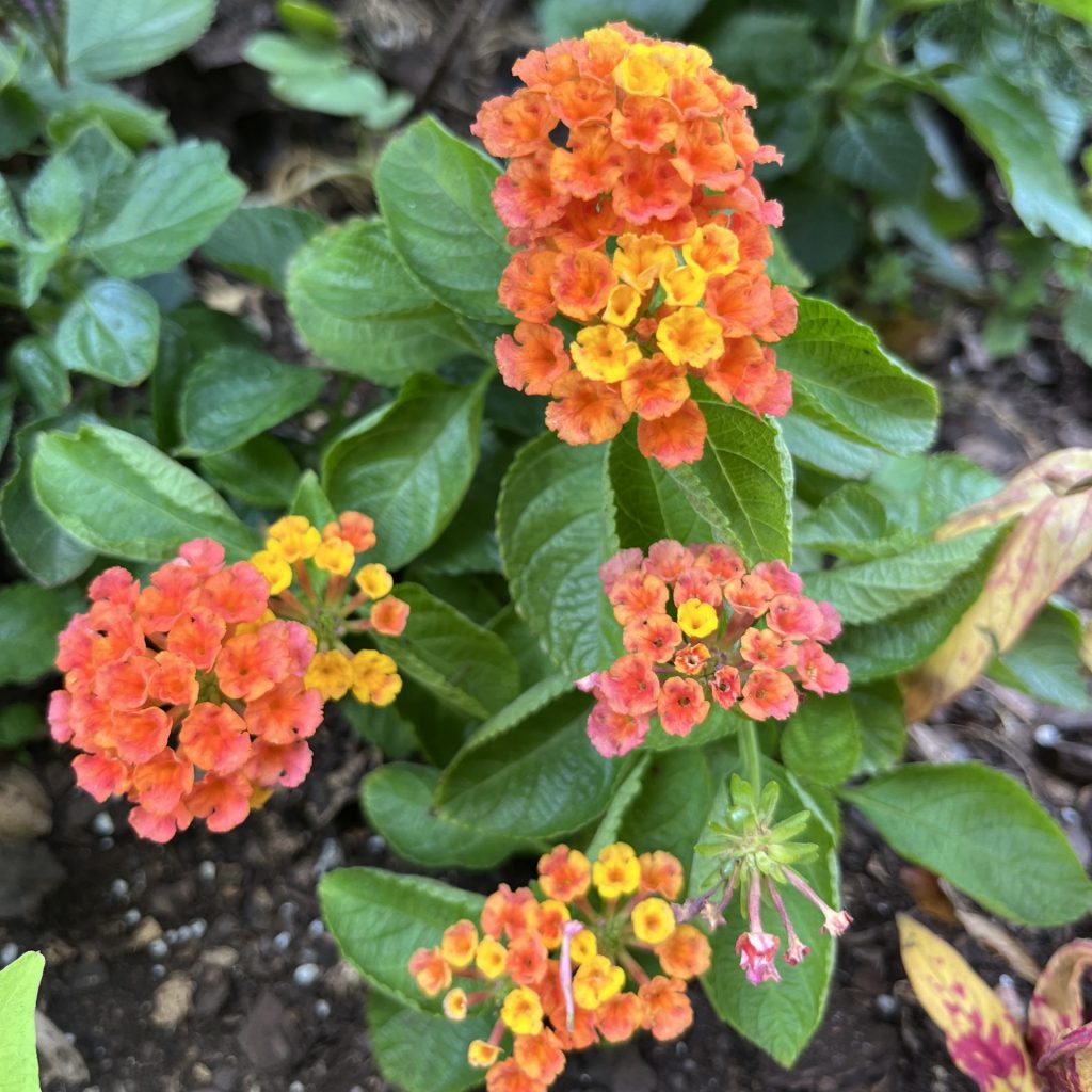 Orange flowers