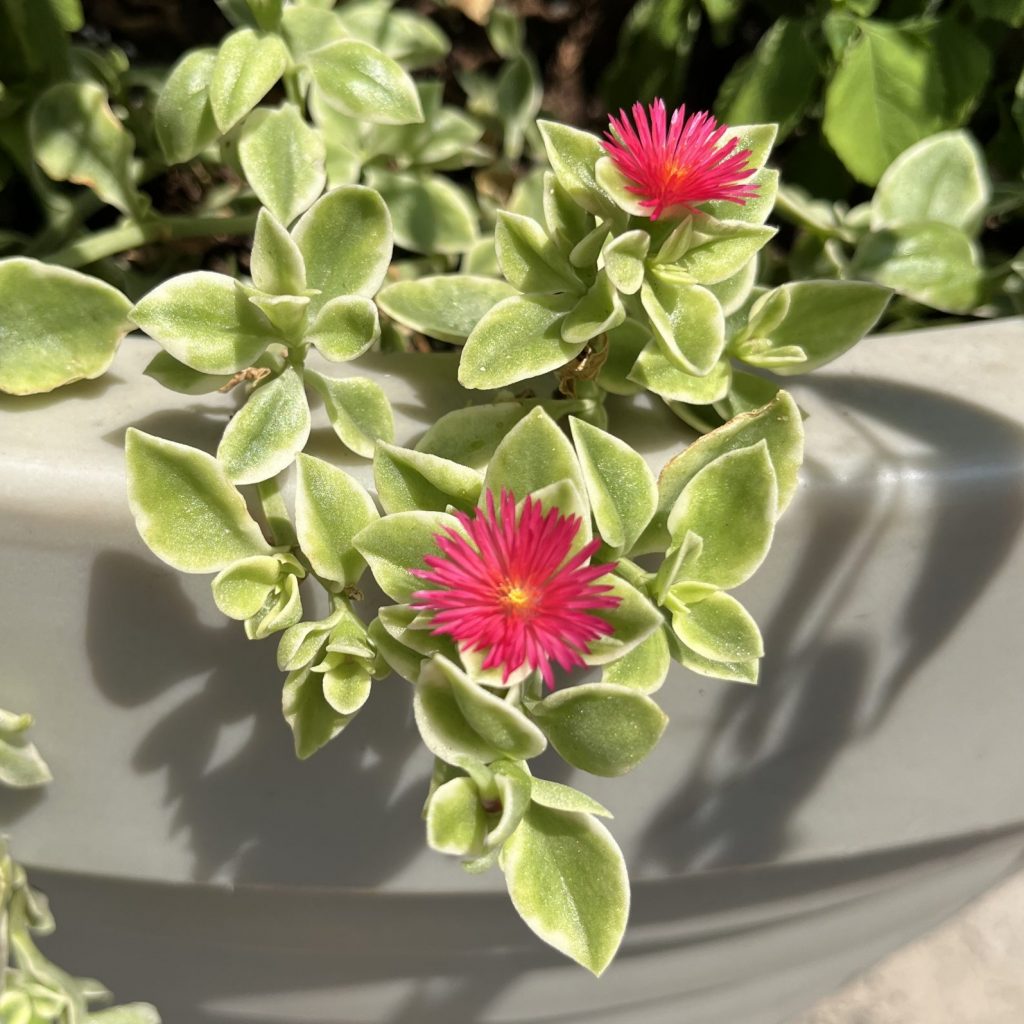 pink flowers