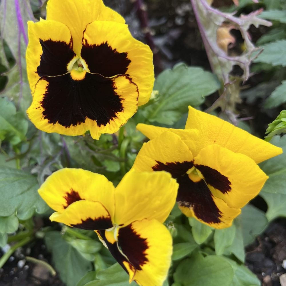 yellow pansies in planters Fall 2004