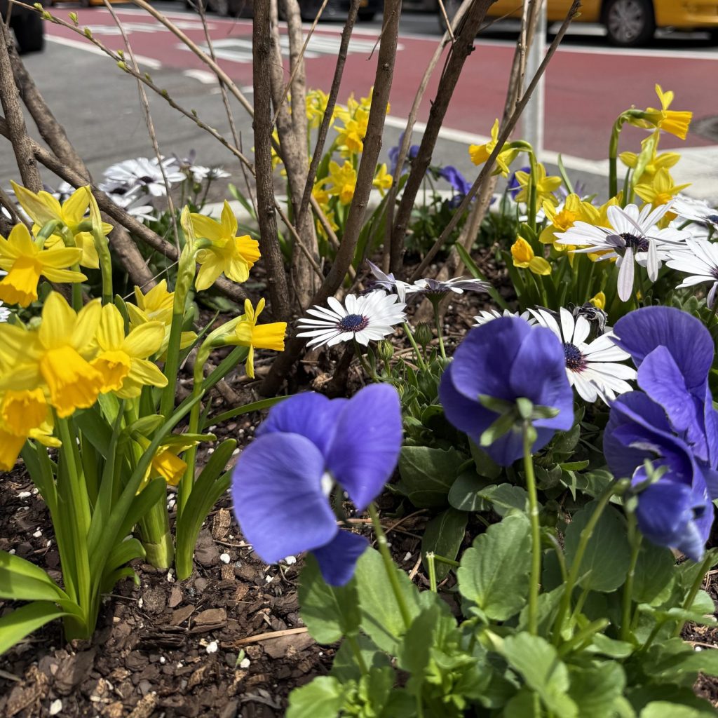 new plantings April 2025