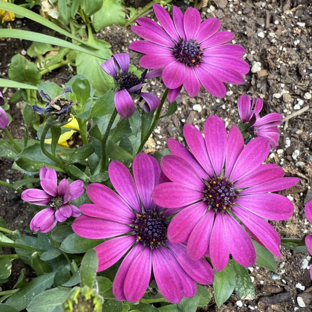 new plantings April 2025