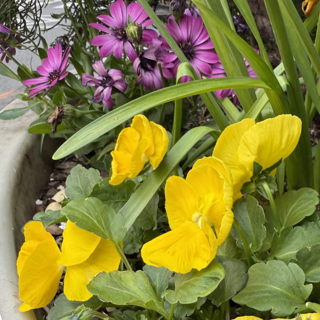 new plantings April 2025