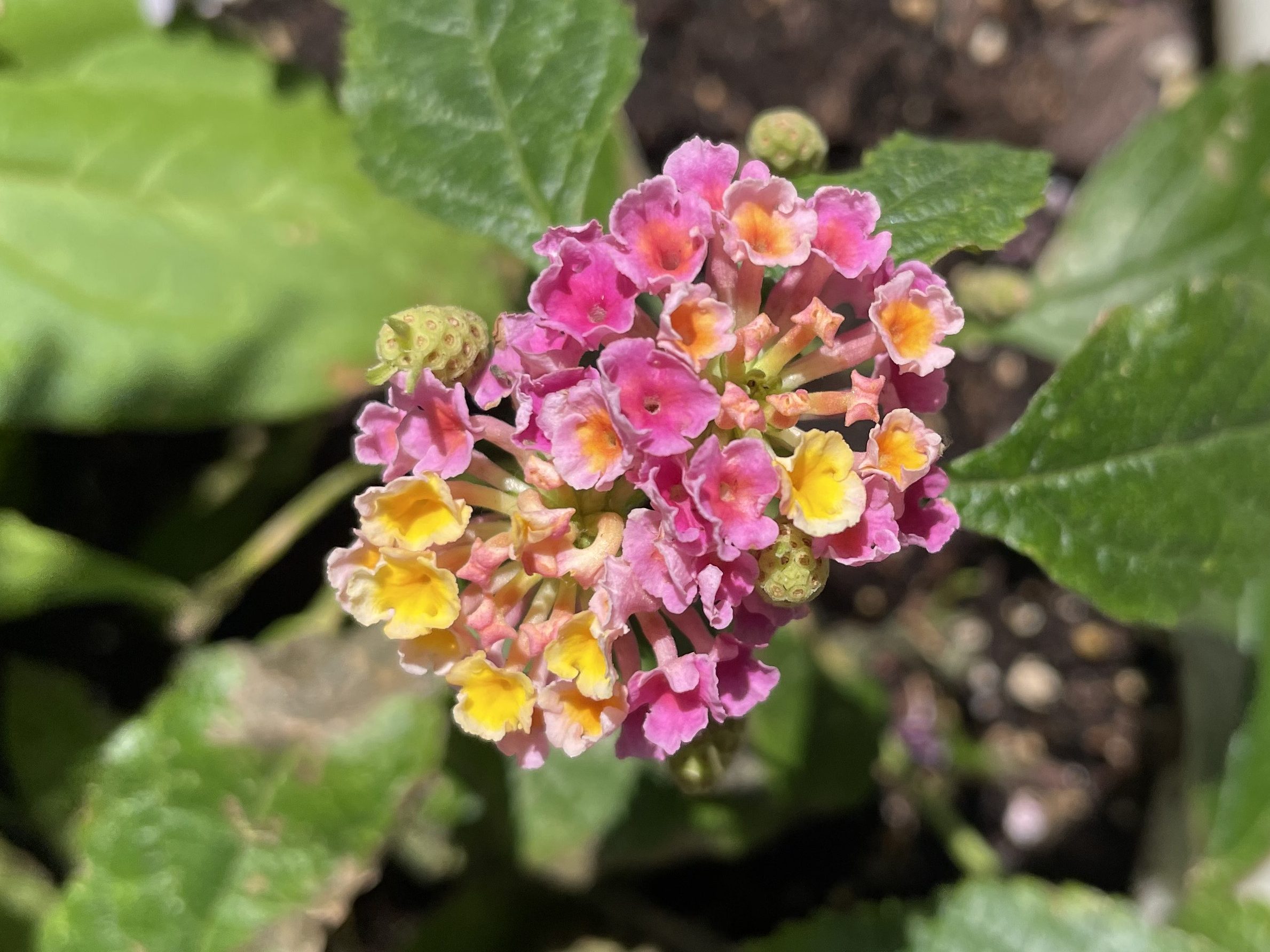 A close up picture of tiny pink and yellow shamrock rose Lantana flowers against a leafy background.