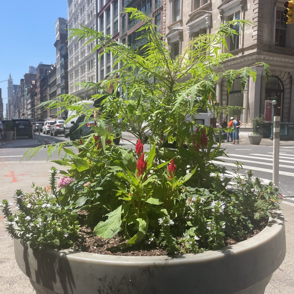 A large planter on a street is filled with a small sumac shrub and smaller flowers blooming at its base. In the background is the Broadway streetscape in SoHo