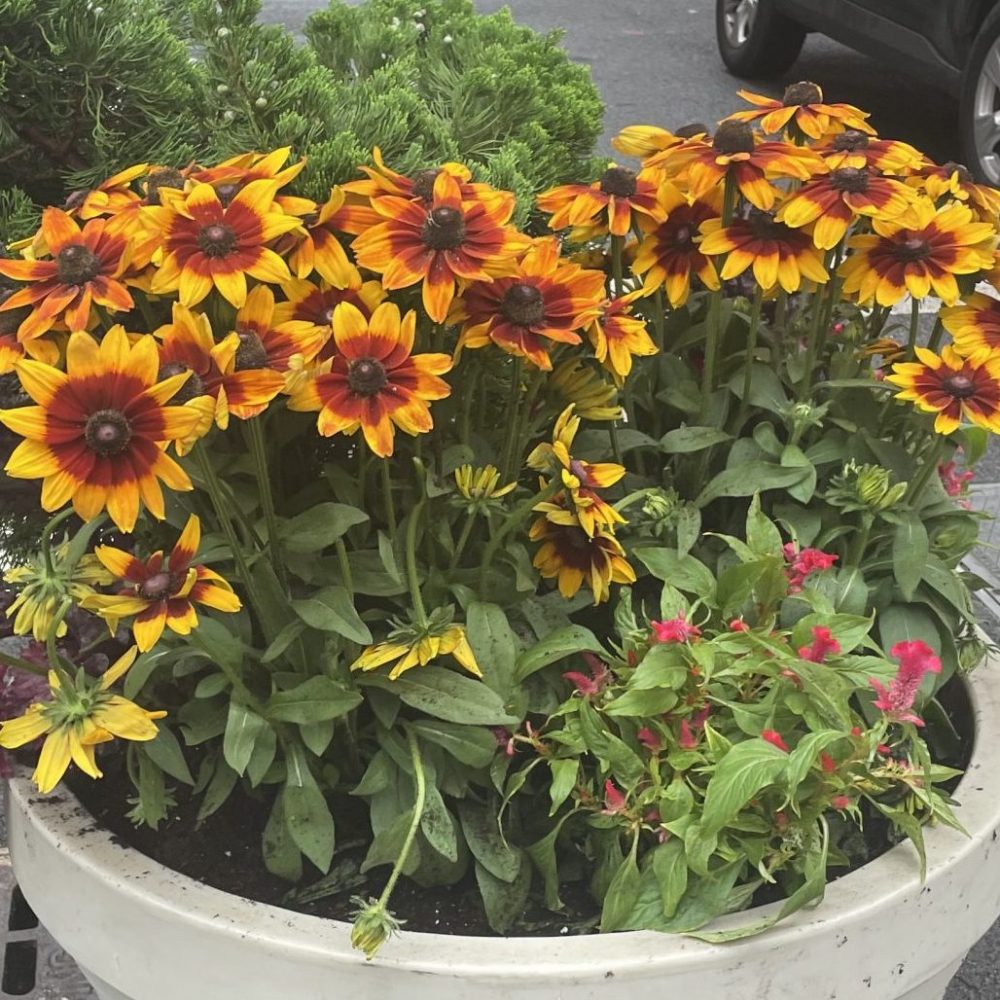 Sunbeckia and Celiosa blooms on Broadway
