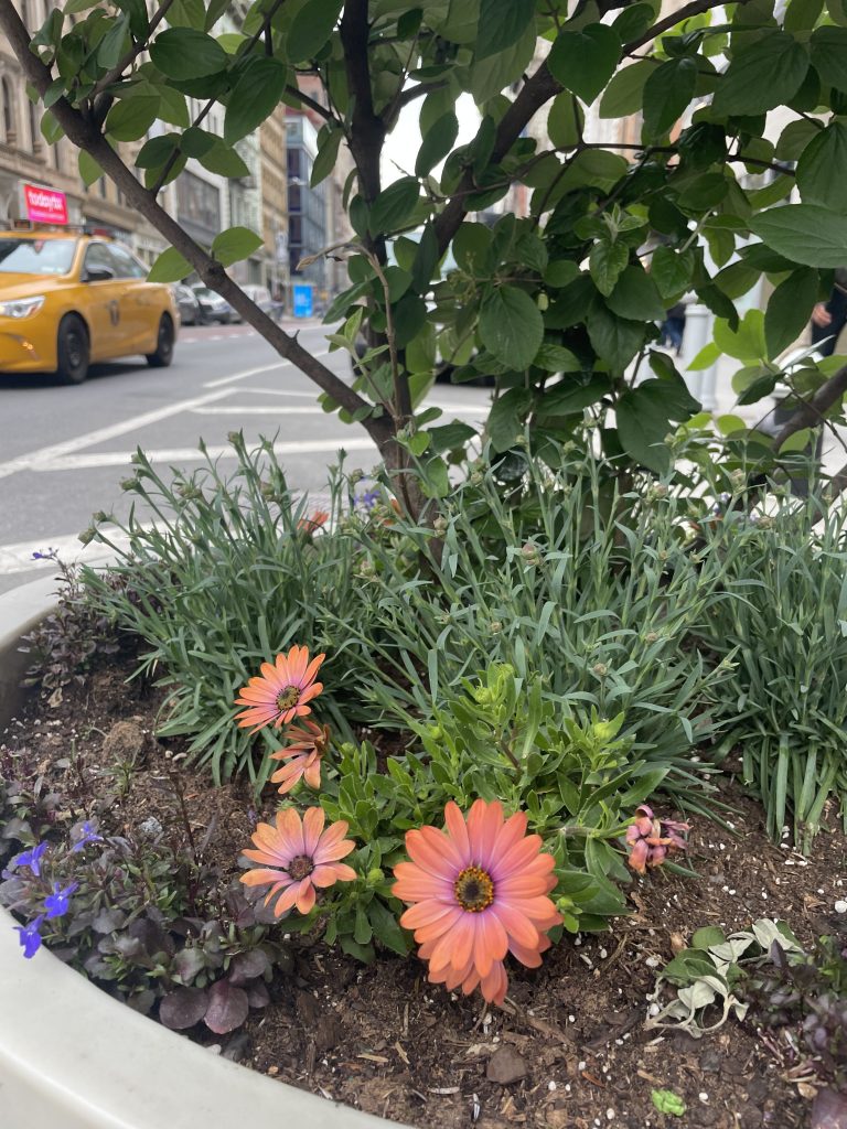 Pink osteosperum, or African Daisies, in a pot with a taxi in the background