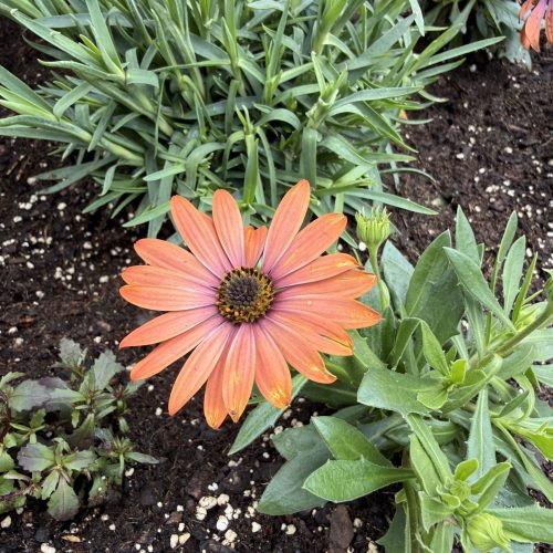 Close up of orange flower in a SoHo planter
