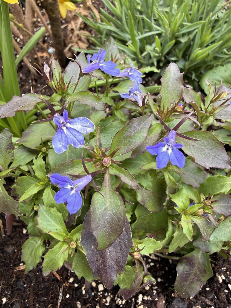 small blue spring flowers seen from above
