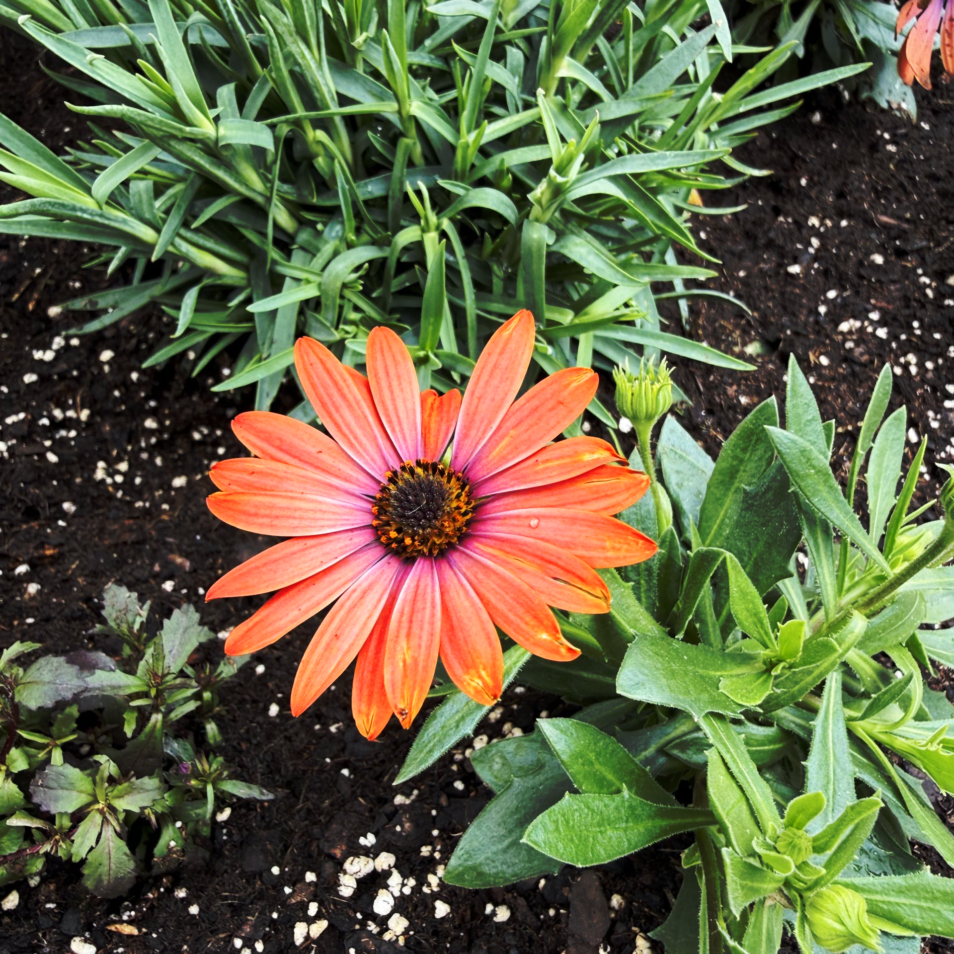 Spring has Sprung on SoHo Broadway!