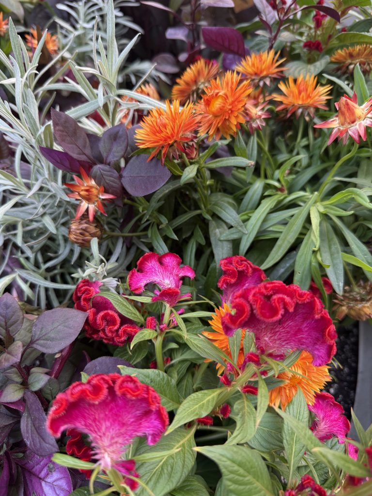 fall plantings on Broadway in SoHo