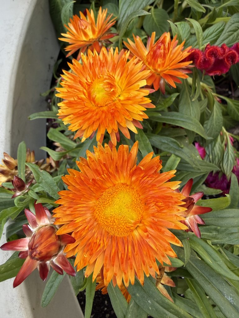 fall plantings on Broadway in SoHo