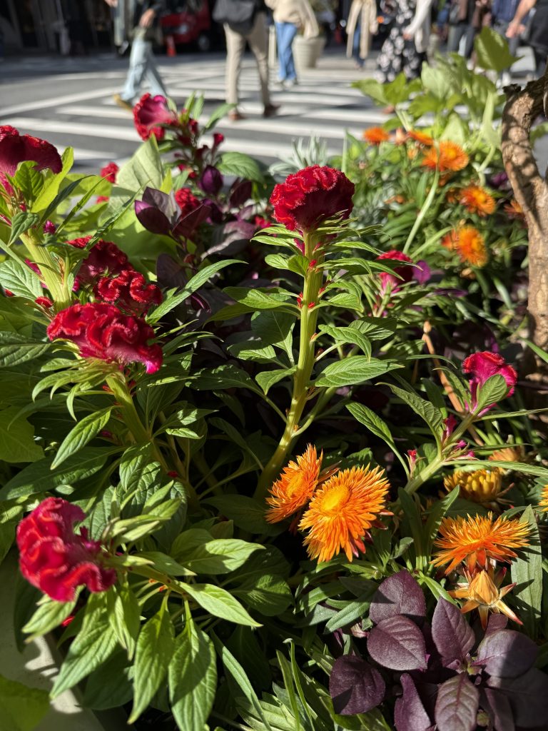 fall plantings on Broadway in SoHo