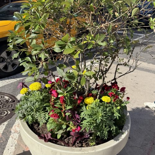 planter on Broadway filled with fall annual flowers