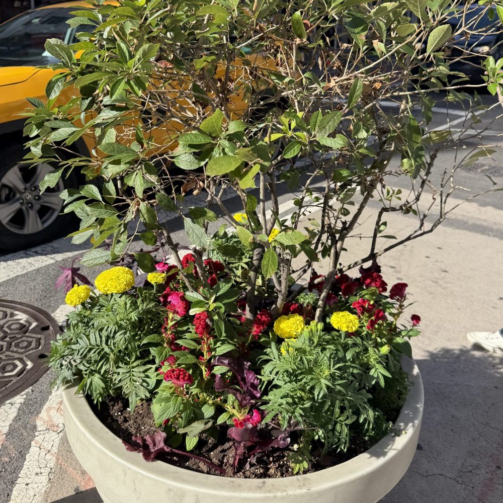planter on Broadway filled with fall annual flowers