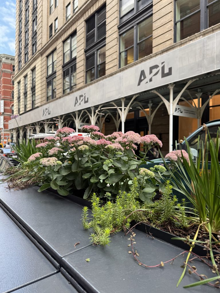 Sedum in Citibin planter on Prince Street in SoHo
