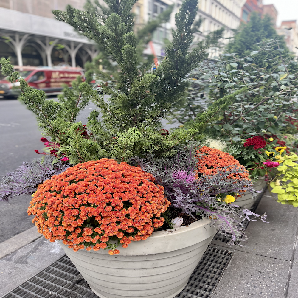 Fall blooms on Broadway